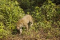 Wild Jaguar Stepping through Bushes Vines Royalty Free Stock Photo