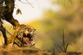 Wild Jaguar Yawning