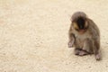 Wild Japanese baby monkey