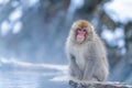 Wild Japanese macaque Macaca fuscata or Snow Monkey