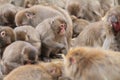 Wild Japanese monkey in Beppu, Oita