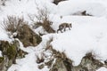 Wild Japanese Serow Walking on Snow