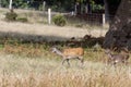 Wild Japanese Sika Deer Hind, Cervus nippon, and baby wandering in Dorset Royalty Free Stock Photo