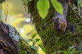 Wild Japanese squirrel have moss its mouth