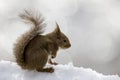 Wild Japanese squirrel on snow in winter forest Royalty Free Stock Photo