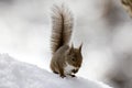 Wild Japanese squirrel on snow in winter forest Royalty Free Stock Photo