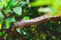 Wild Jararaca snake on a tree branch Royalty Free Stock Photo