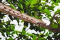 Wild Jararaca snake on a tree branch Royalty Free Stock Photo