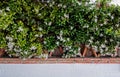 Wild jasmine of southern Africa on bricks