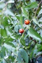 Ripe wild wild jujubes hang on the branches in late autumn.