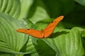 Wild Julia Moth showing beautiful orange wings Royalty Free Stock Photo