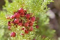 Wild juniper berry