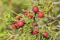 Wild juniper berry Royalty Free Stock Photo