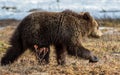 Wild Juvenile Brown Bear Ursus arctos