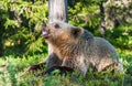 Wild Juvenile Brown bear