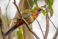 Wild Juvenile Crimson Rosella, Mount Macedon, Victoria, Australia, September 2017