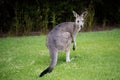 Australian Juvenile eastern grey kangaroo