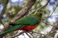 Wild Juvenile King Parrot, Queen Mary Falls, Queensland, Australia, March 2018 Royalty Free Stock Photo