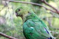 Wild Juvenile King Parrot, Queen Mary Falls, Queensland, Australia, March 2018 Royalty Free Stock Photo