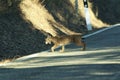 Iberian lynx Lynx pardinus crossing road