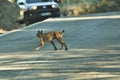 Iberian lynx Lynx pardinus crossing road