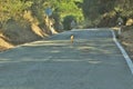 Iberian lynx Lynx pardinus