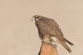 Wild juvenile Saker Falcon perched