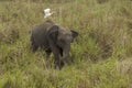 A wild juvenile tusker asiatic elephant at grassland selective focus