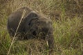 A wild juvenile tusker asiatic elephant at grassland selective focus