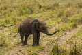 A wild juvenile tusker asiatic elephant at grassland selective focus