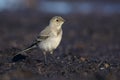 Juvenile white wagtail Royalty Free Stock Photo