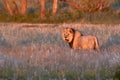 Wild Kalahari lion, Panthera leo. Black mane desert lion illuminated by orange light. Eye contact, low angle. Royalty Free Stock Photo