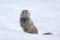 Ground squirrel, russia, Kamchatka Peninsula