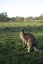 Wild Kangaroo in Australia Royalty Free Stock Photo
