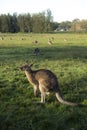 Wild Kangaroo in Australia Royalty Free Stock Photo