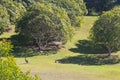 Wild Kangaroo in Orchard Glass Mountains Queensland Australia