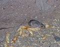 Wild Kangaroo Rat Royalty Free Stock Photo