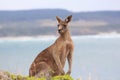 Wild kangaroo standing alert on cliff top with coast in background