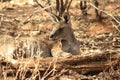 Wild Kangaroo/Wallaby resting in the hot dry sun