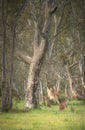 Wild kangaroos in the Bush