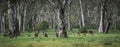 Wild kangaroos in the Bush