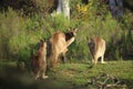 Wild kangaroos in bushland Royalty Free Stock Photo