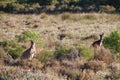 wild kangaroos - cervantes - western australia