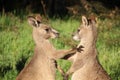 Wild kangaroos in the grass, playing