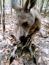 Morisset Kangaroos Royalty Free Stock Photo