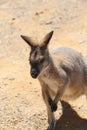 Wild kangaroos on sand background, close up