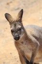 Wild kangaroos on sand background, closeup.