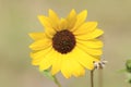 Wild Kansas Sunflower shot closeup with a light green background in a yard. Royalty Free Stock Photo