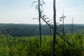 wild karelian landscape forest mountain Royalty Free Stock Photo
