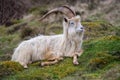 Wild Kashmiri Goat